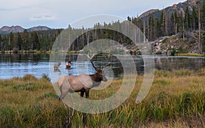 Colorado Elk in Late Autumn