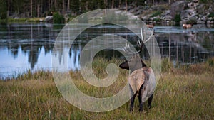 Colorado Elk in Late Autumn