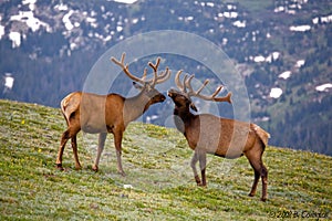 Colorado Elks