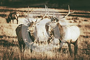 Colorado Elks Gang
