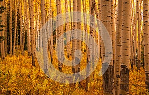 Colorado Fall Aspen Tree Forest Golden Yellow