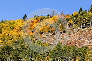 Colorado fall season at Bear Lake in Rocky Mountain National Park