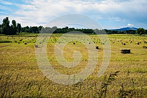 Colorado Grass Hay