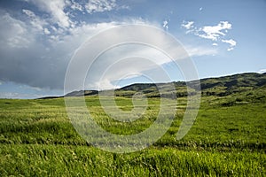 Colorado Grassland