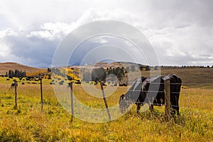 Colorado landscape with black cow grazing behind a fence with a cattle herd, trees, mountains a