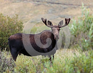 Colorado Moose