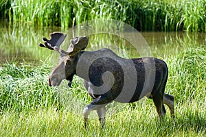 Bull Moose in the Colorado Rocky Mountains. Early morning light in the grass near a lake