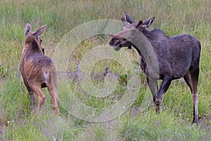Young Bull Moose Approaching a Calf. Moose in the Colorado Rocky Mountains