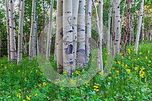 Colorado Mountain Aspen Forest With Wildflowers