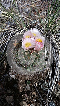 Colorado mountain cactus in bloom.