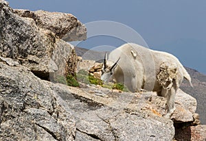 A Colorado Mountain Goat Oreamnos americanus grazes on tundra