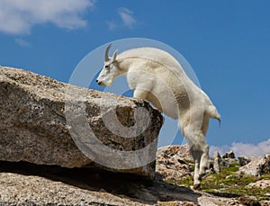 A Colorado Mountain Goat Oreamnos americanus nimbly climbs tow photo
