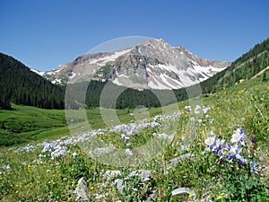 Colorado mountain with lupines