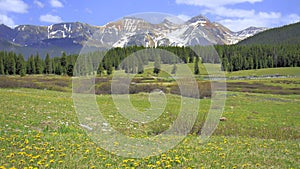 Colorado Mountain Meadow