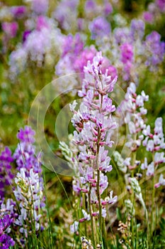 Colorado Mountain Wildflowers