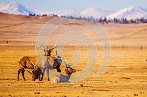 Colorado Mountains Elks