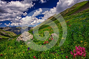 Colorado Mountains and flowers
