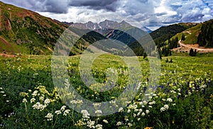 Colorado Mountains and flowers