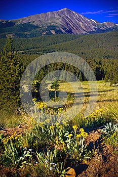 Colorado Mountains and Wildflowers