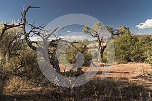 Colorado National Monument - Dead Tree