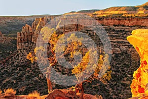 Colorado National Monument, Grand Junction, USA