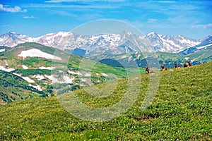 Colorado Panorama with Elks