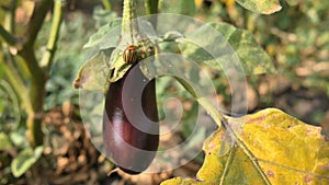 Colorado Pest Beetle On Eggplant and Leaves