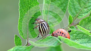 Colorado Potato Beetle