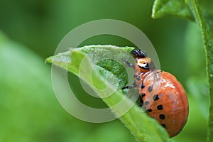 Colorado Potato Beetle