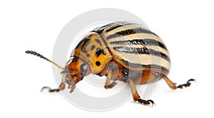 Colorado potato beetle, also known as the Colorado beetle, the ten-striped spearman