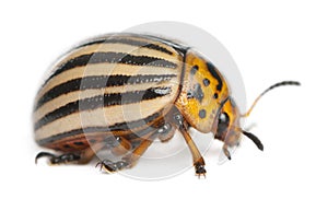 Colorado potato beetle, also known as the Colorado beetle, the ten-striped spearman