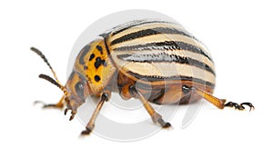 Colorado potato beetle, also known as the Colorado beetle, the ten-striped spearman