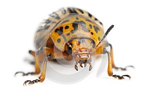 Colorado potato beetle, also known as the Colorado beetle, the ten-striped spearman