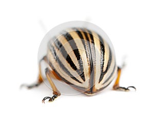 Colorado potato beetle, also known as the Colorado beetle, the ten-striped spearman