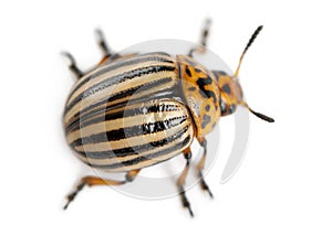 Colorado potato beetle, also known as the Colorado beetle, the ten-striped spearman