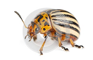 Colorado potato beetle, also known as the Colorado beetle, the ten-striped spearman