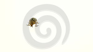 Colorado potato beetle bug walking on white background