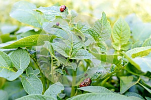 Colorado potato beetle. Bugs on foliage of potato in nature