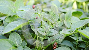 Colorado potato beetle. Bugs on foliage of potato in nature, natural background, close-up.