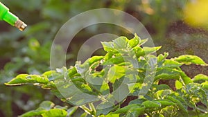 Colorado potato beetle. Close Up of Crop Sprayer