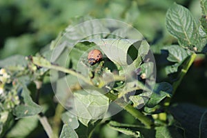 The Colorado potato beetle. Close-up larvae. Leaf veins. Nature beauty.
