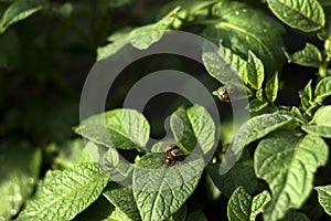 Colorado potato beetle eat the leaves of a flowering potato, a garden pest is devouring a vegetable
