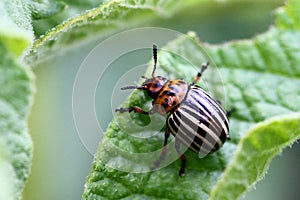 Colorado potato beetle