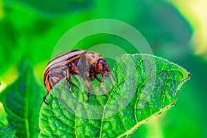 Colorado potato beetle eats green potato leaf close-up. Garden insect pest. Vegetable stub.