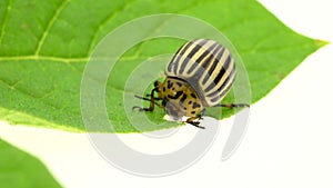 Colorado potato beetle eats leaves close up on a white background . Time laps