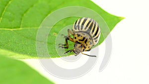 Colorado potato beetle eats leaves close up on a white background. Time laps