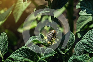 Colorado potato beetle eats potato leaves,close-up.Colorado Potato Striped Beetle-Leptinotarsa Decemlineata,Serious Pest Of
