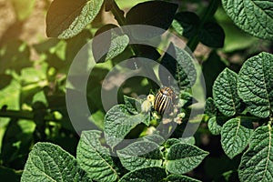 Colorado potato beetle eats potato leaves,close-up.Colorado Potato Striped Beetle-Leptinotarsa Decemlineata,Serious Pest Of