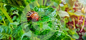 Colorado potato beetle eats potato leaves, macro shot. Pests destroy the crop in the field.