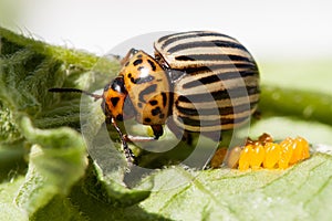 Colorado potato beetle